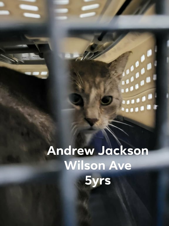 Andrew Jackson (Barn/Shop Kitty) Image