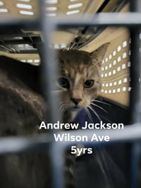 Andrew Jackson (Barn/Shop Kitty) - Photo 1