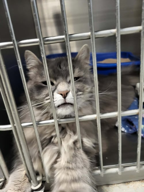 DORA - Domestic Long Hair available for adoption