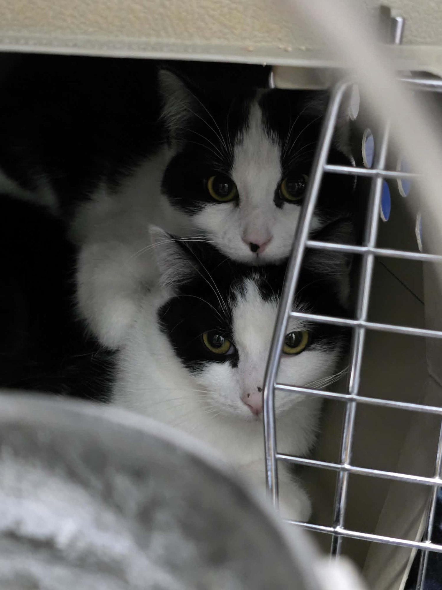 PRIMROSE (BONDED W/KISMET) - Domestic Short Hair available for adoption