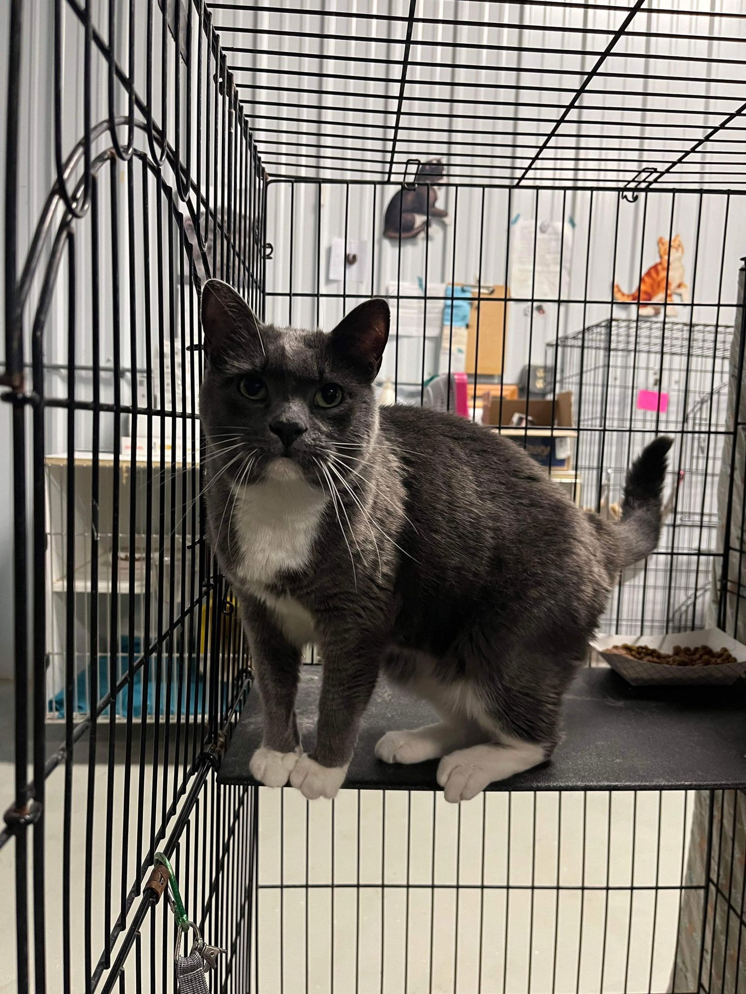 DOVE - Domestic Short Hair available for adoption