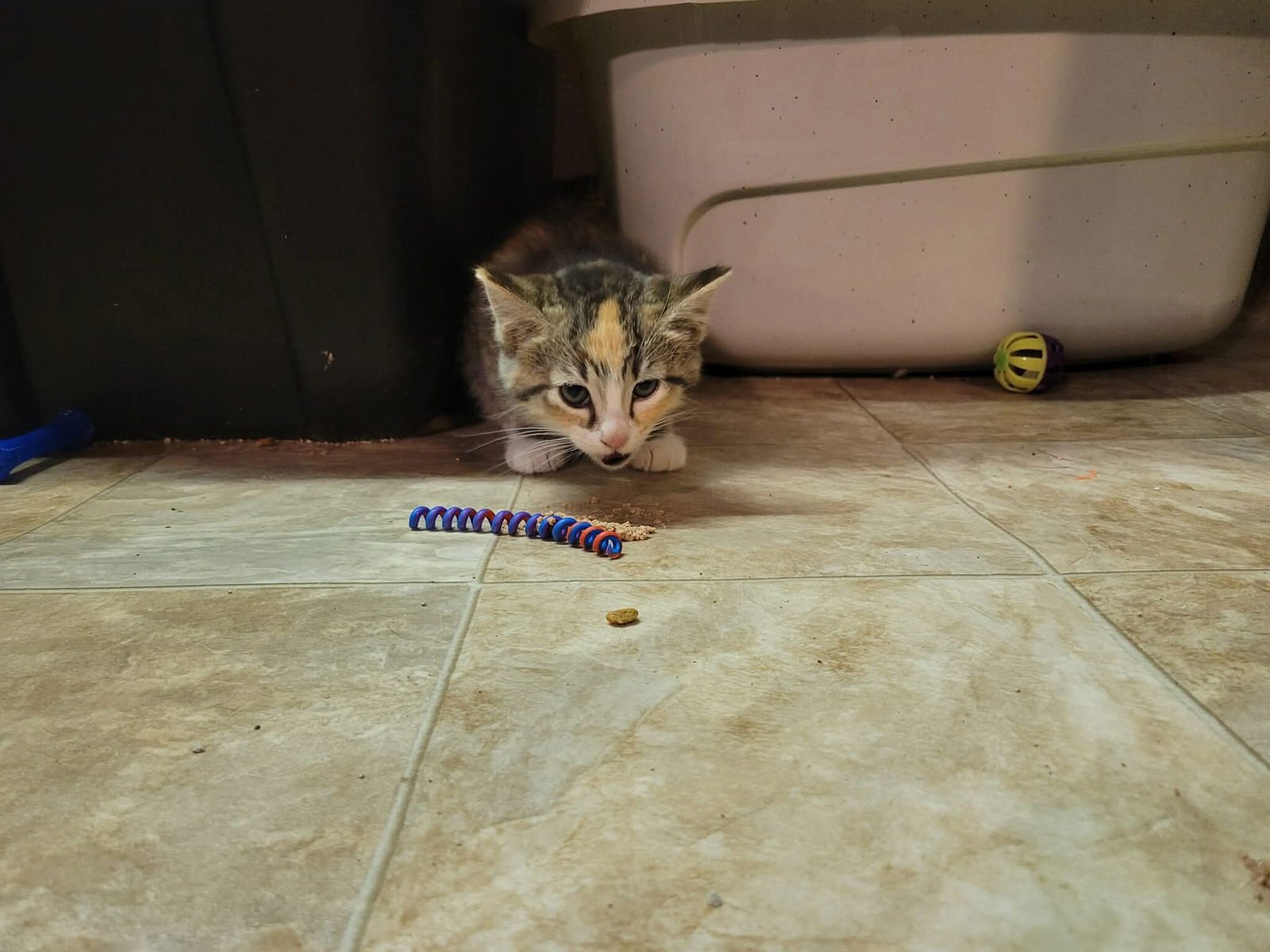 NUGGET - Domestic Short Hair available for adoption