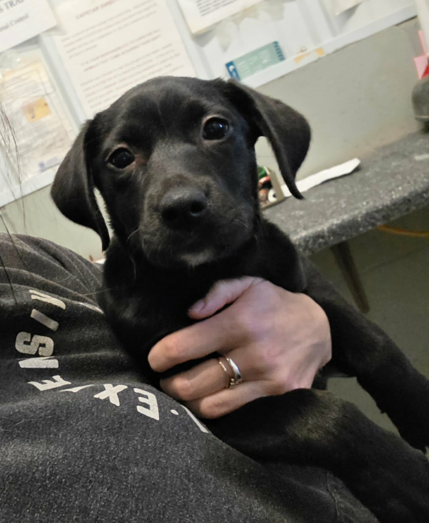 TASHI - Black Labrador Retriever available for adoption