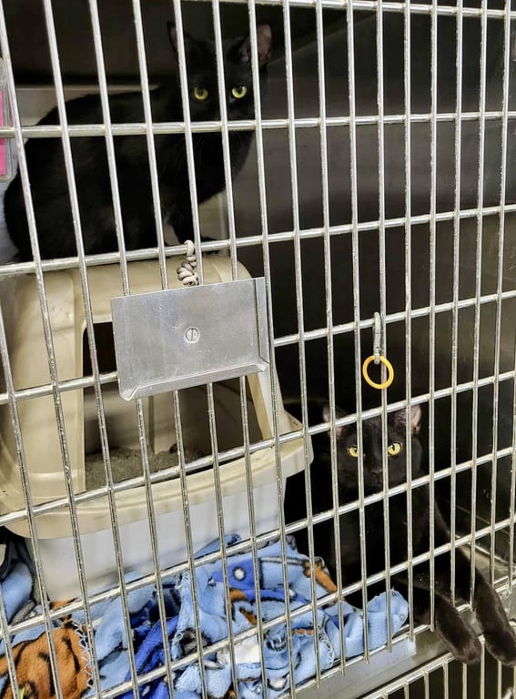 Nellie (Bonded w/Melba) Image