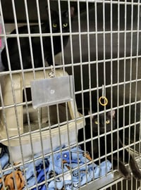 Nellie (Bonded w/Melba) - Photo 1