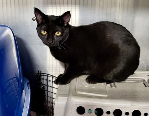NELLIE (BONDED W/MELBA) - Domestic Short Hair available for adoption