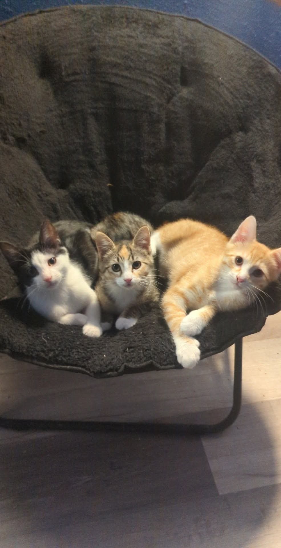 Rodeo “Rodeo Drive” - Photo 3