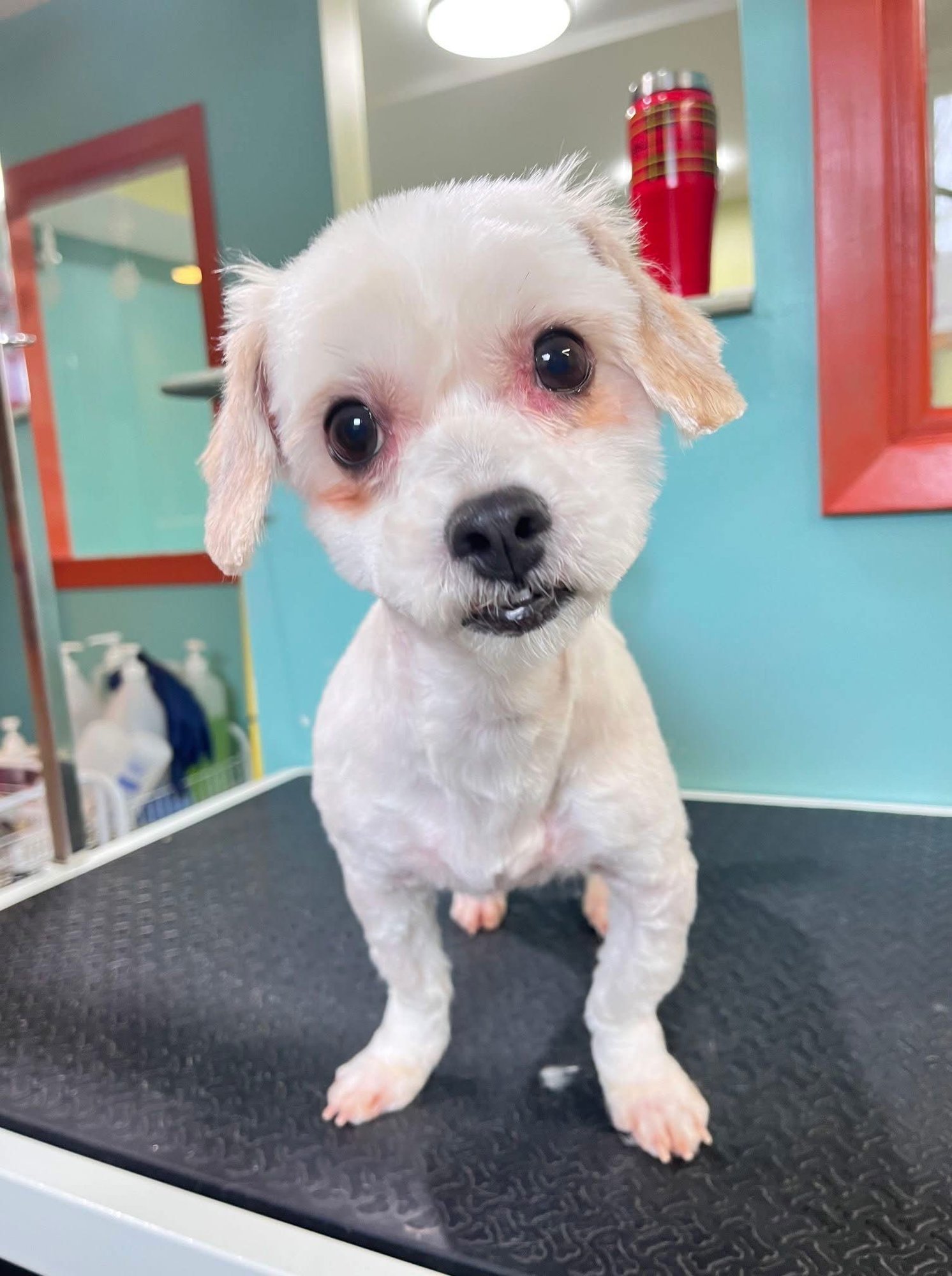 IVORY *BONDED* W/ EBONY - Maltese / Shih Tzu available for adoption