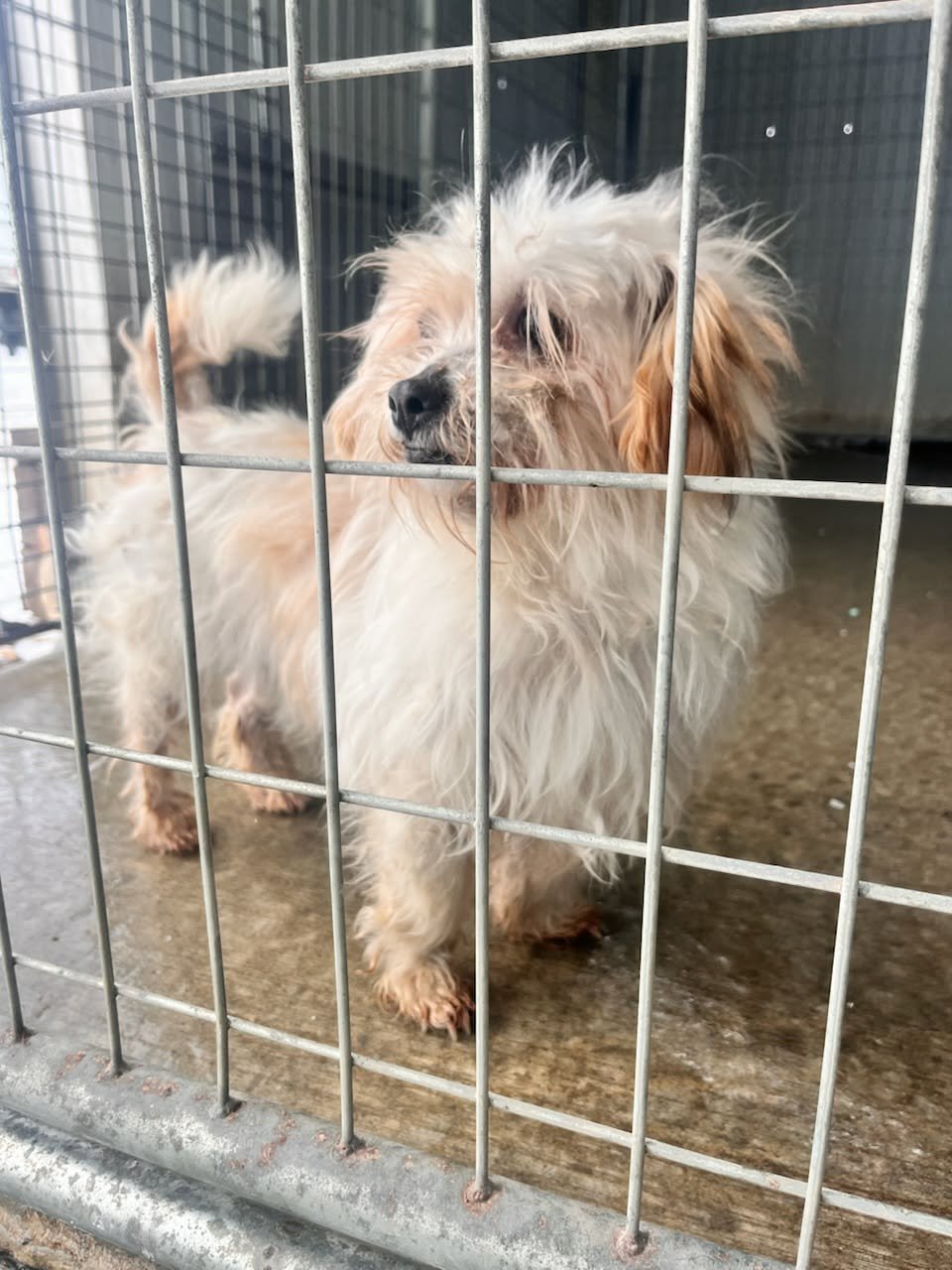 IVORY *BONDED* W/ EBONY - Maltese / Shih Tzu available for adoption