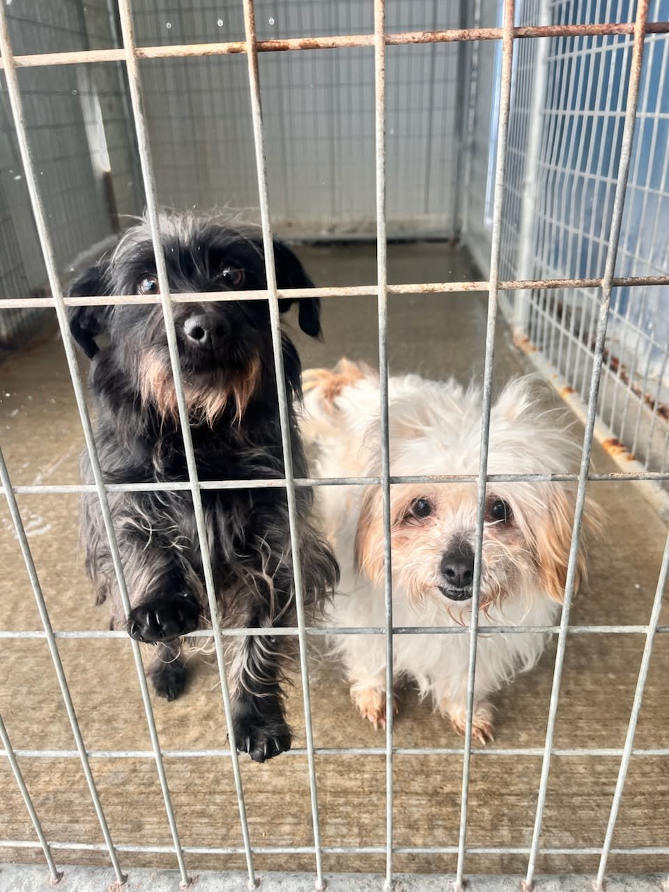 Ivory *BONDED* w/ EBONY - Photo 3