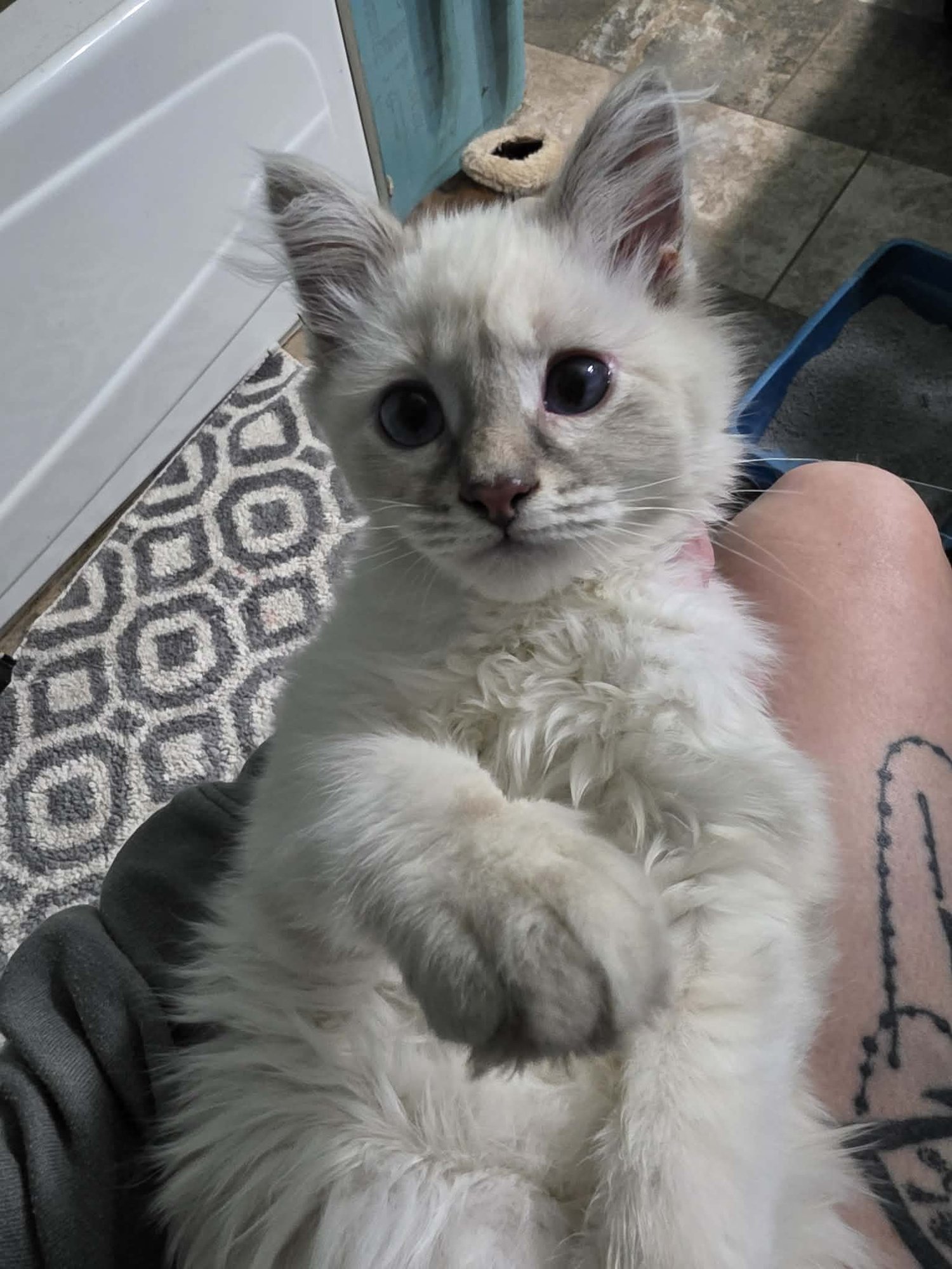 BODENSEE *SPECIAL NEEDS* - Domestic Short Hair available for adoption