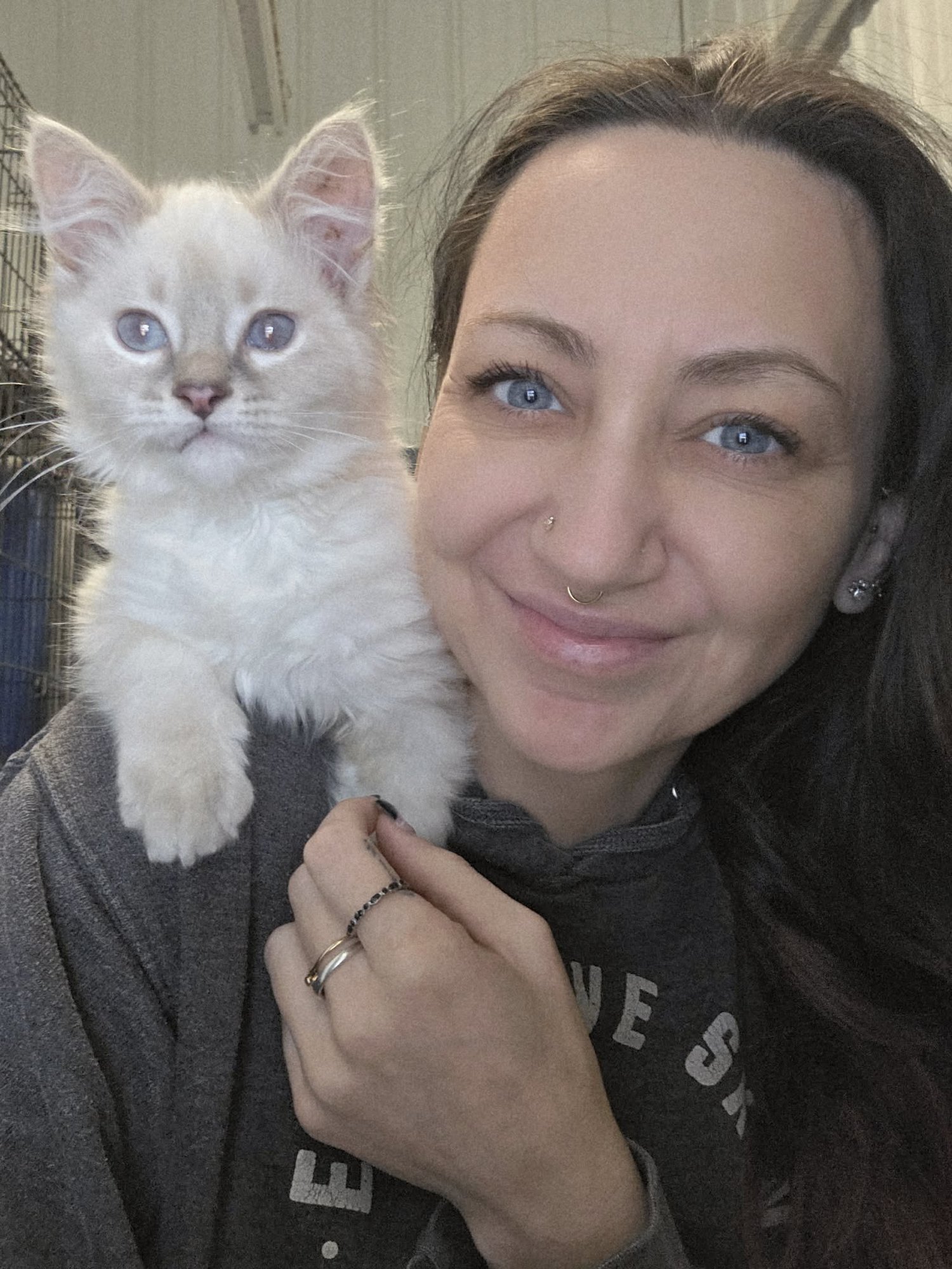 BODENSEE *SPECIAL NEEDS* - Domestic Short Hair available for adoption