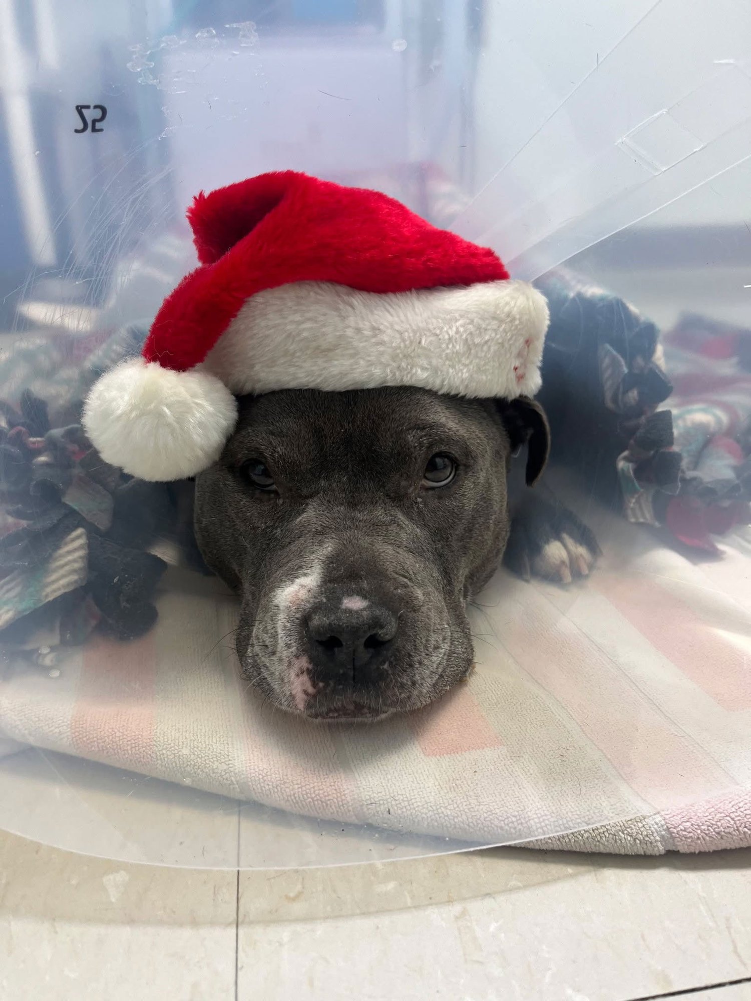 NINA AKA LIL HIPPO - Pit Bull Terrier available for adoption