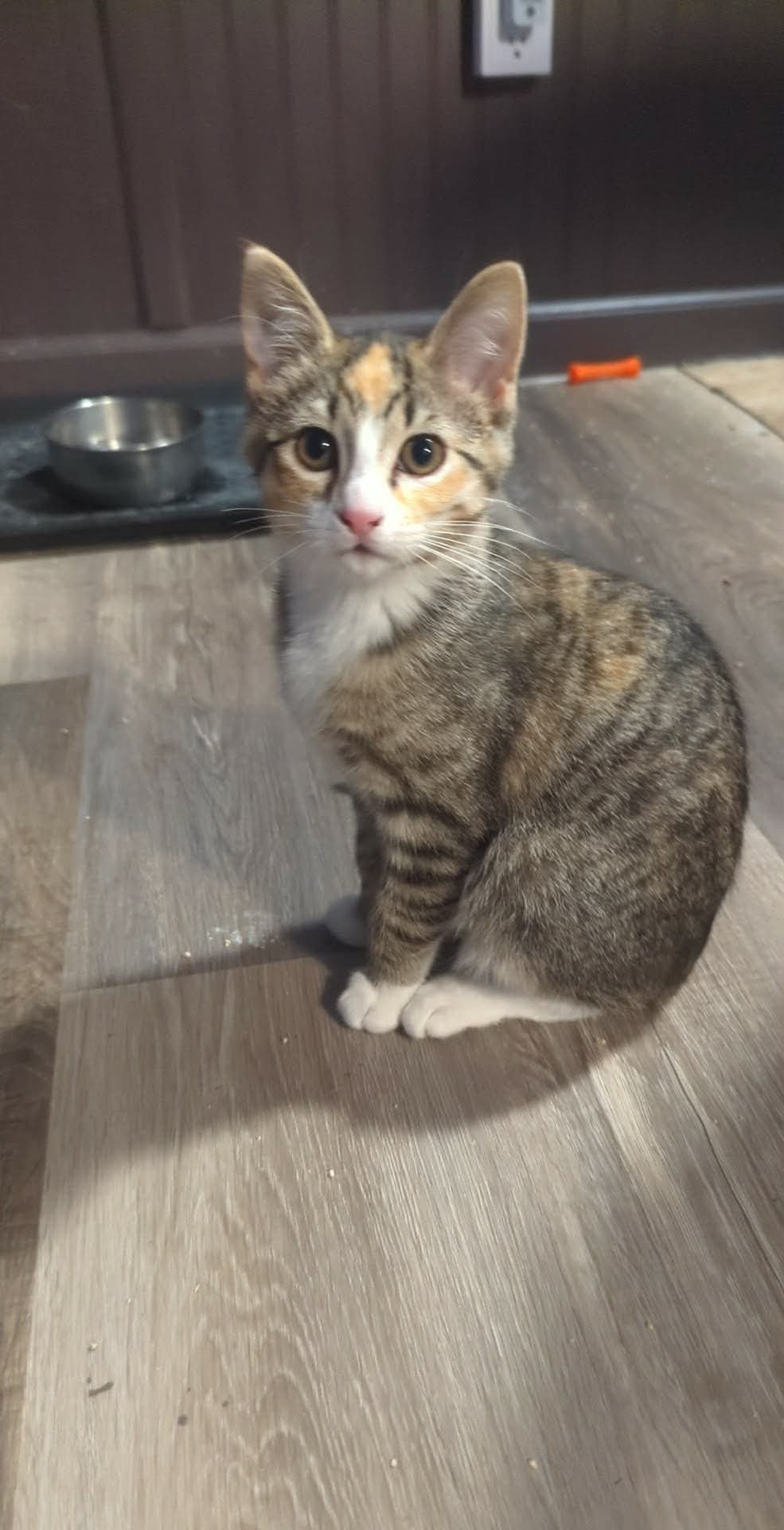 WHOPPER - Domestic Short Hair available for adoption