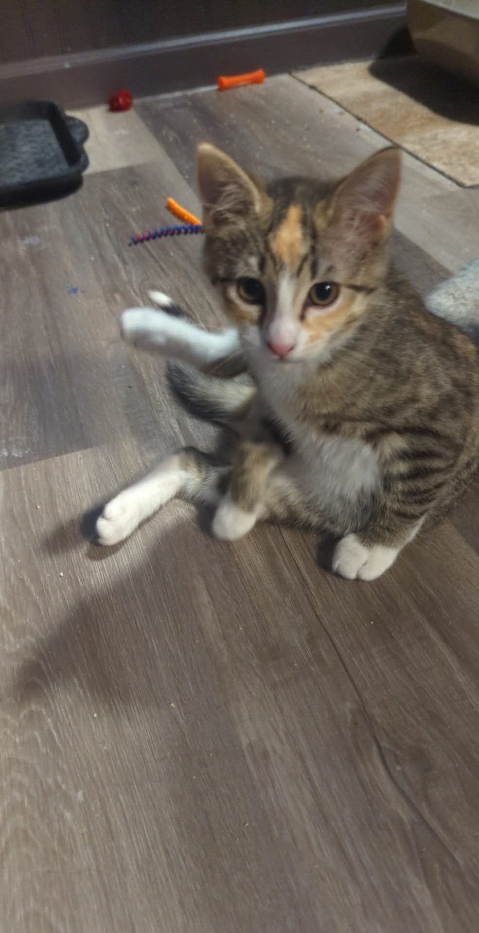 WHOPPER - Domestic Short Hair available for adoption