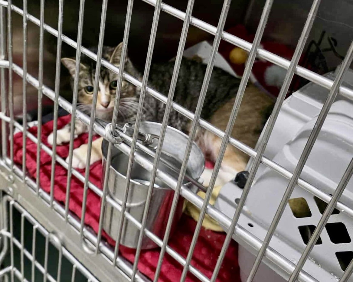 BESSIE (BARN/SHOP KITTY) - Domestic Short Hair available for adoption