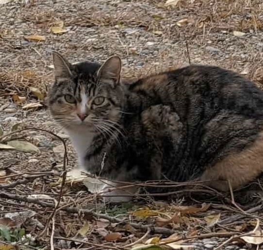 BESSIE (BARN/SHOP KITTY) - Domestic Short Hair available for adoption