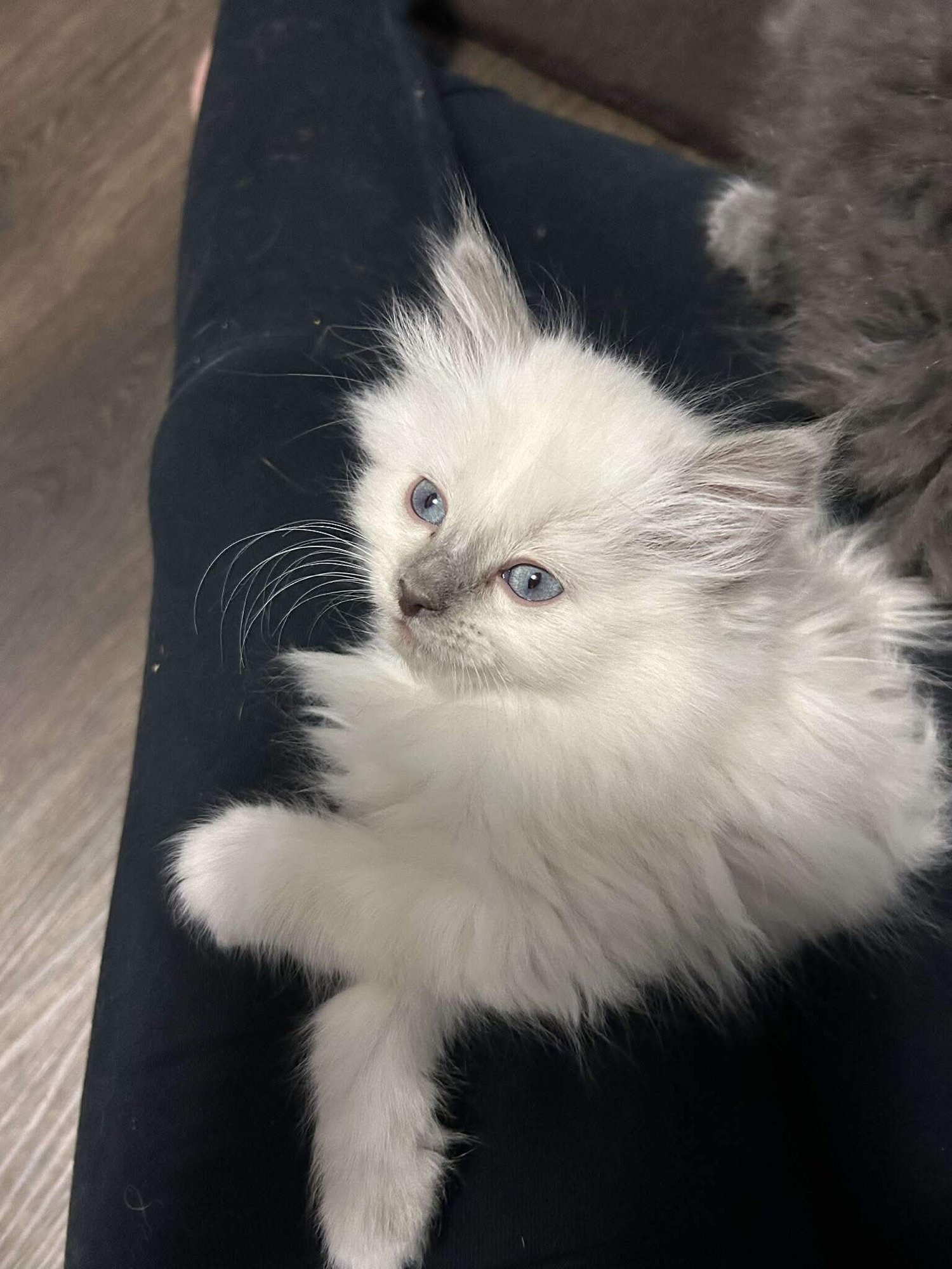 WESS - Domestic Long Hair available for adoption