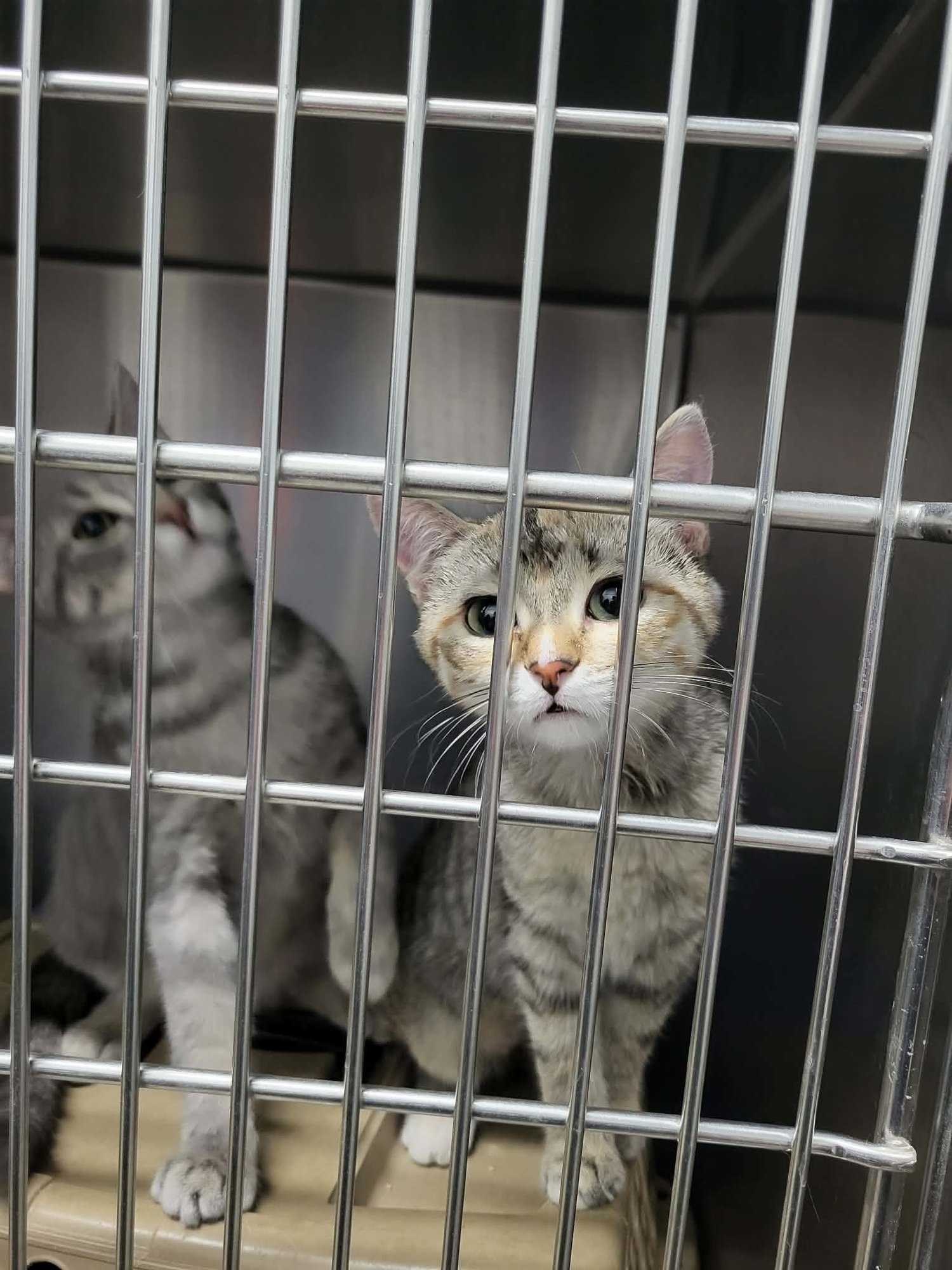 SIZZLE (BONDED W/SPARK) - Domestic Short Hair available for adoption