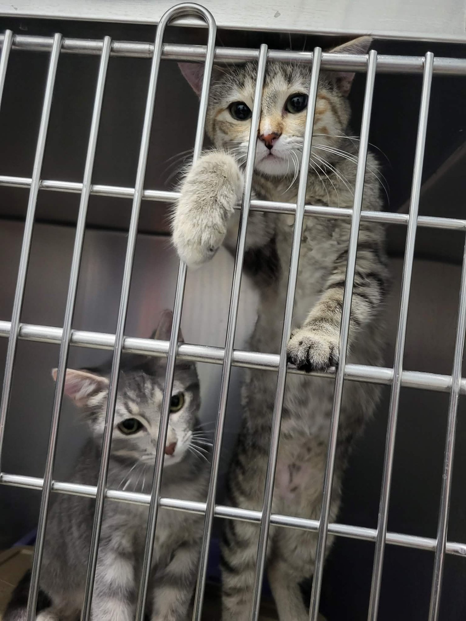 SIZZLE (BONDED W/SPARK) - Domestic Short Hair available for adoption