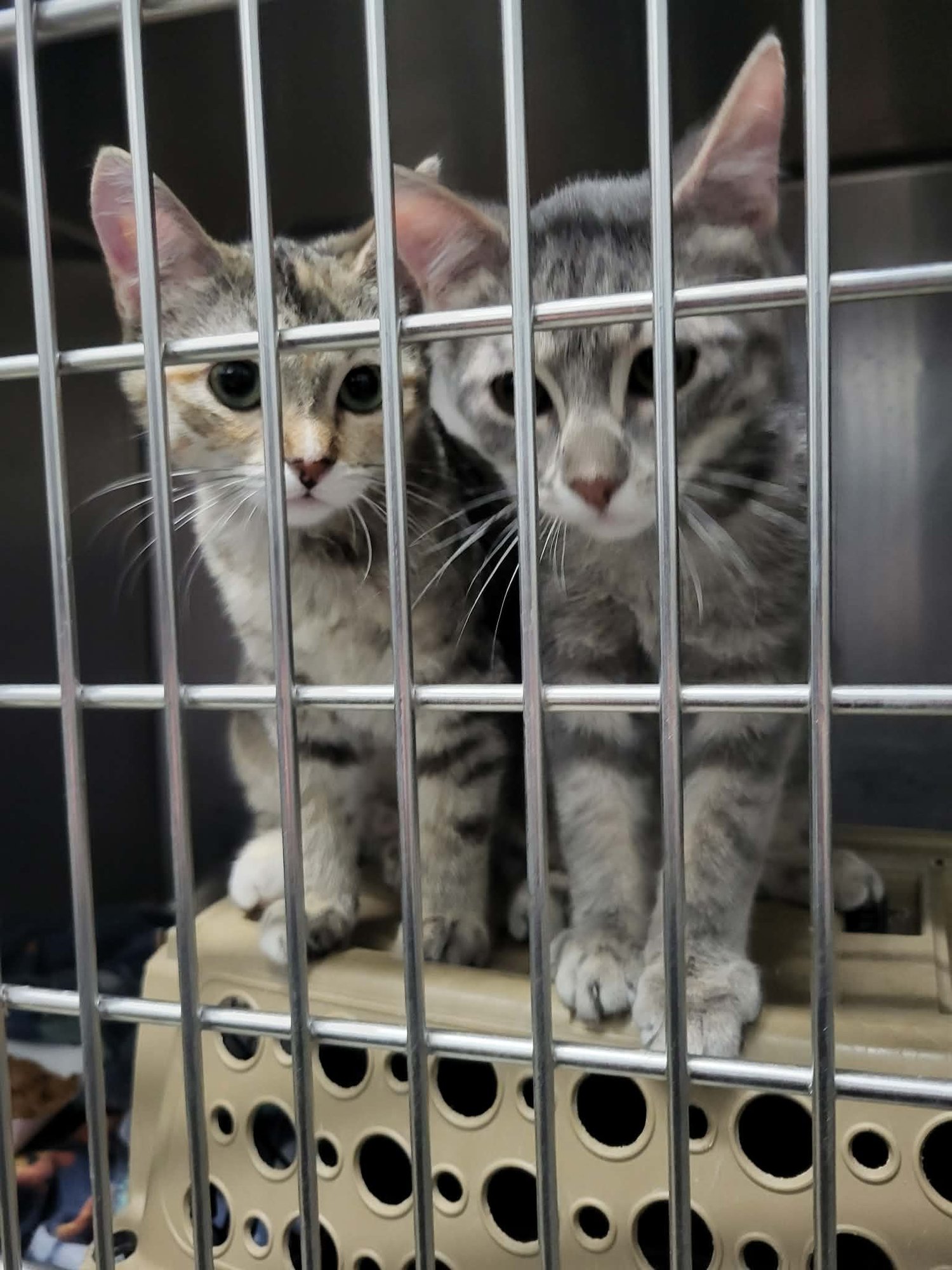 Sizzle (Bonded w/Spark) - Photo 3