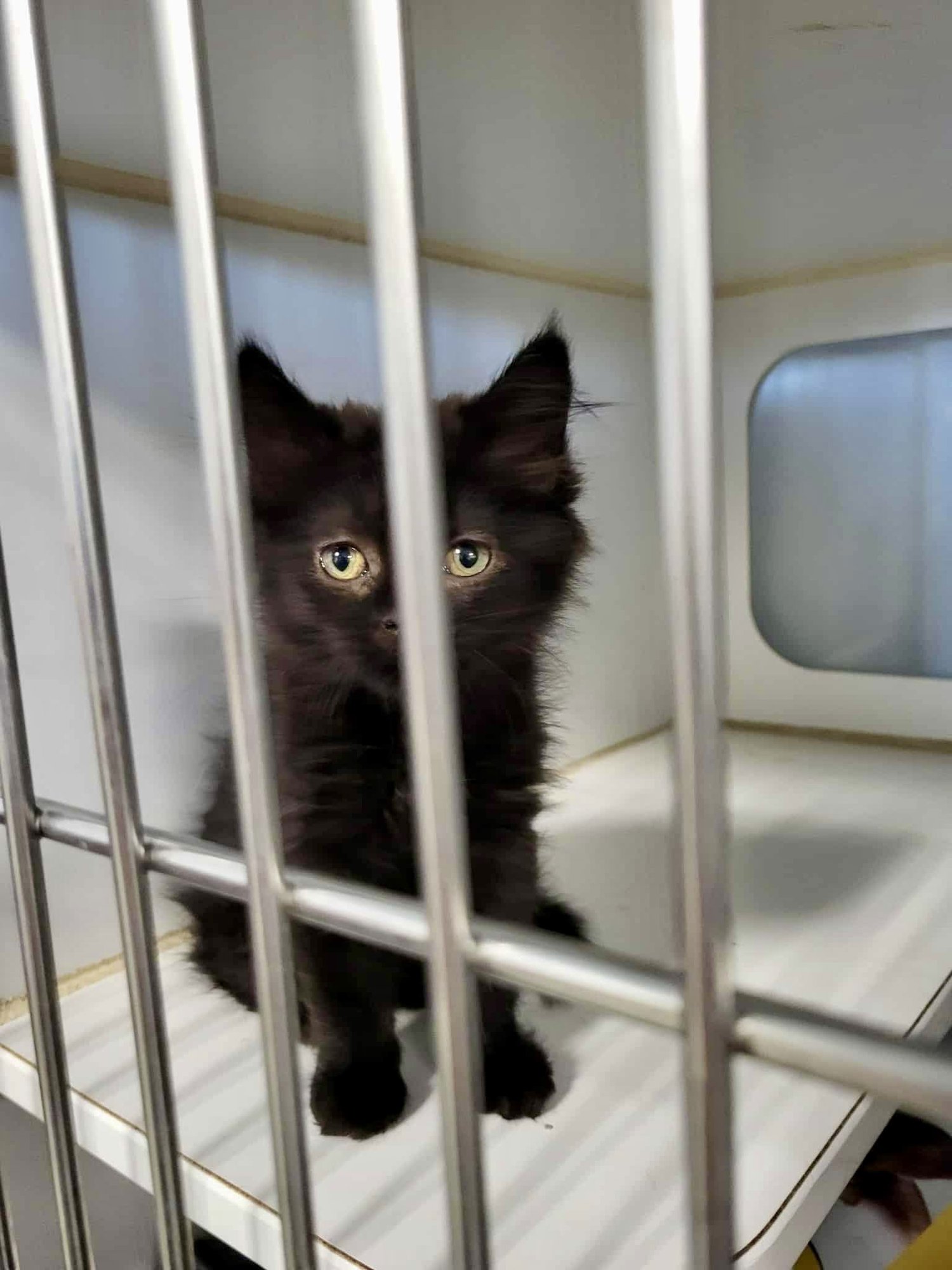 BELLONA - Domestic Medium Hair available for adoption