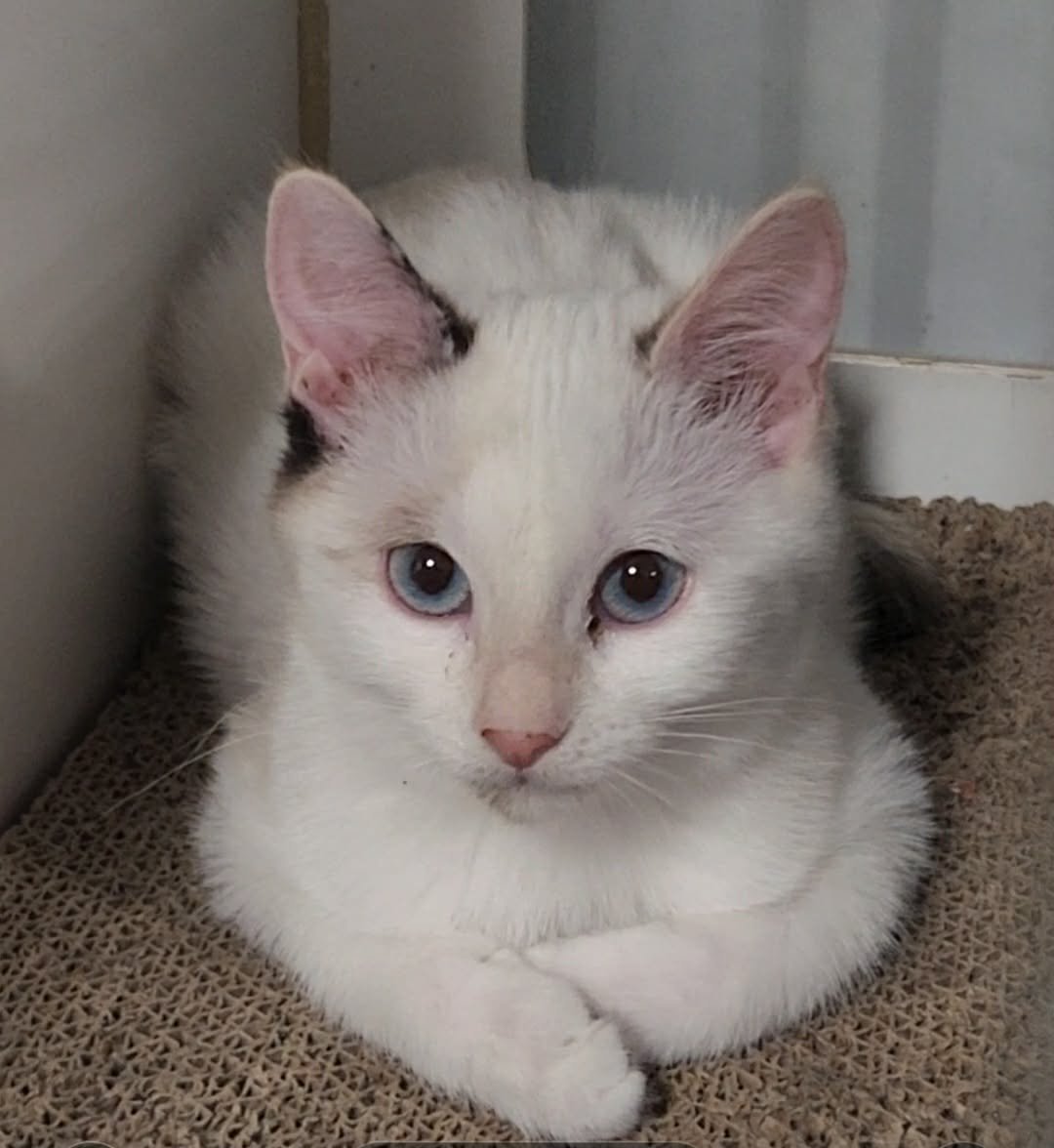 MINERVA - Domestic Medium Hair available for adoption