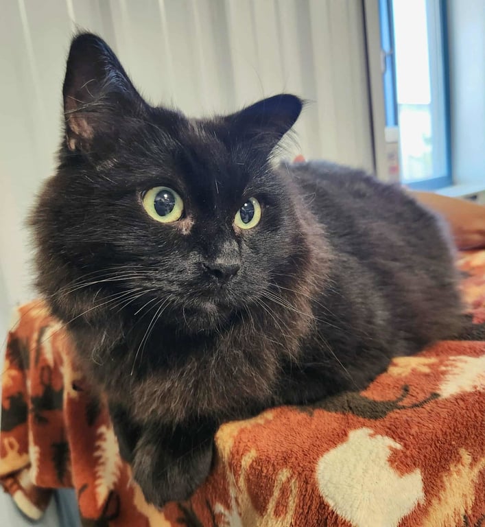 Yoda (Bonded w/Dextra) Image