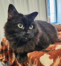 Yoda (Bonded w/Dextra) - Photo 1