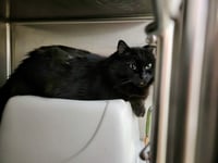 Yoda (Bonded w/Dextra) - Photo 2