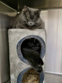 Yoda (Bonded w/Dextra) - Photo 3