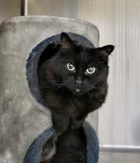 Yoda (Bonded w/Dextra) - Photo 4