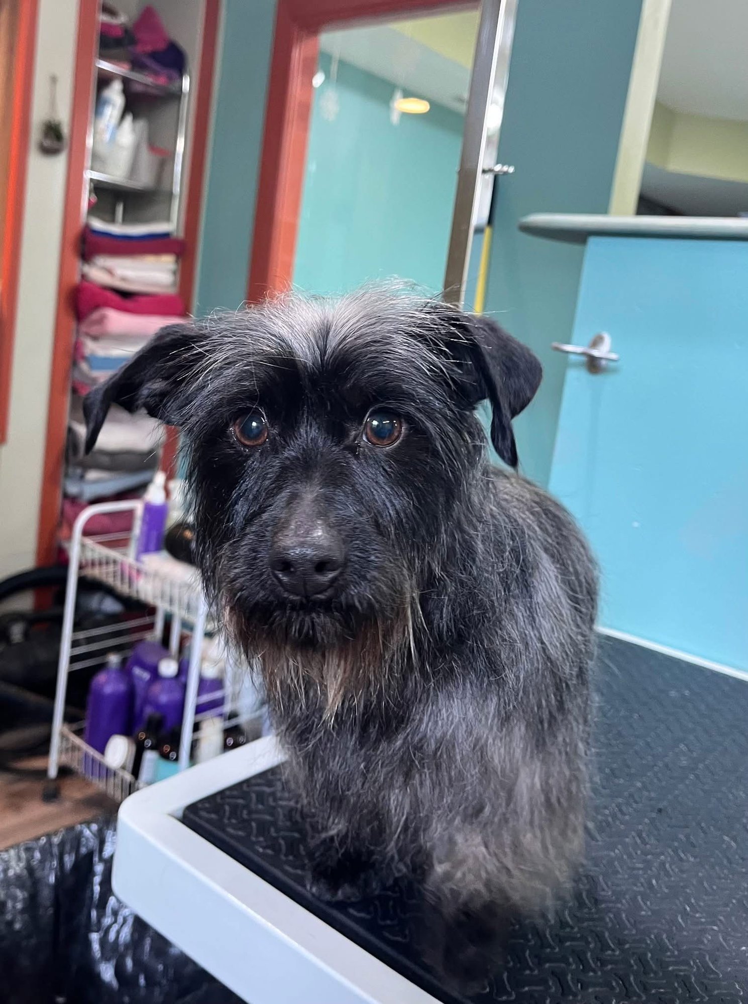 EBONY *BONDED* W/ IVORY - Cairn Terrier available for adoption