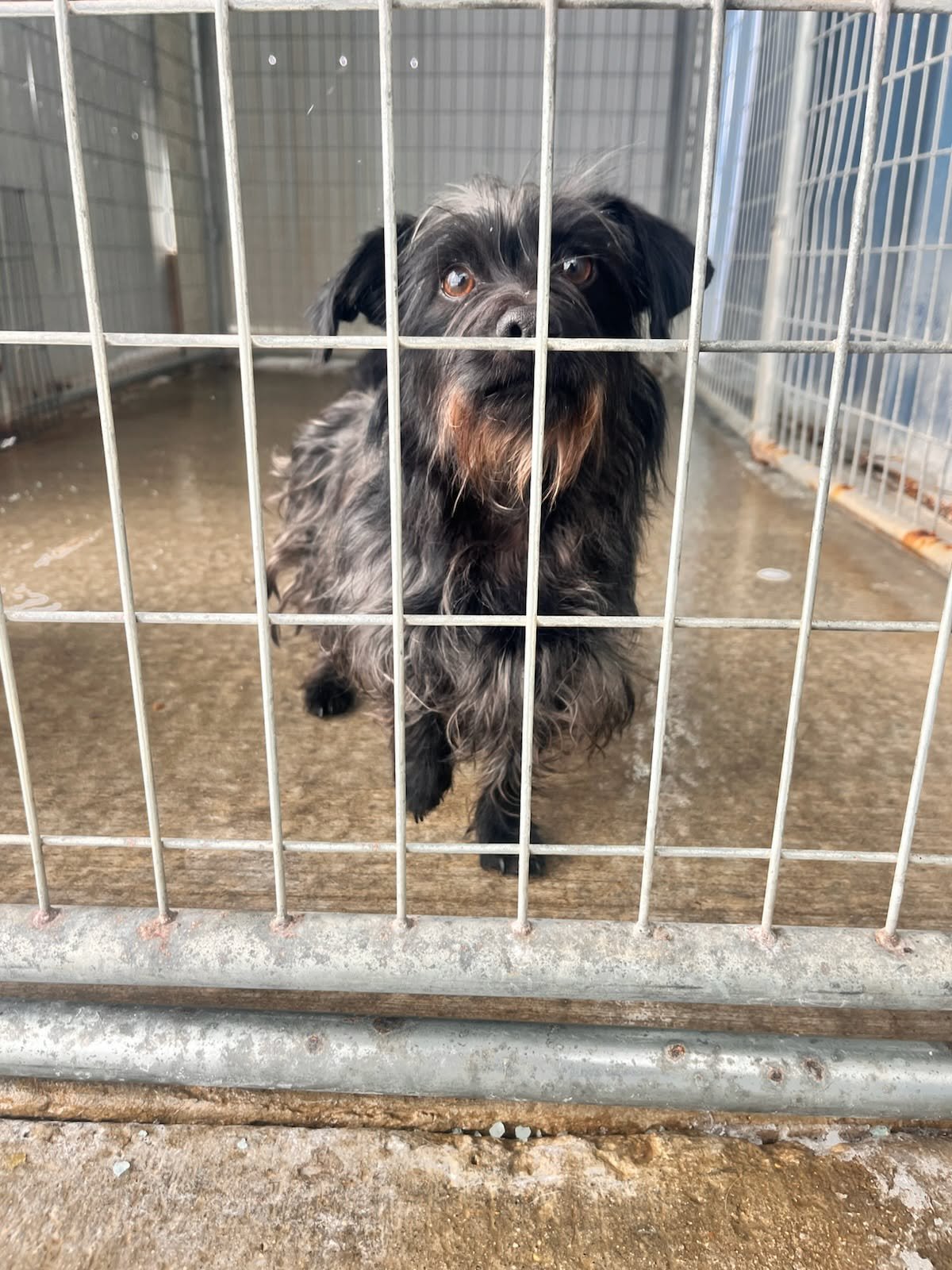 EBONY *BONDED* W/ IVORY - Cairn Terrier available for adoption