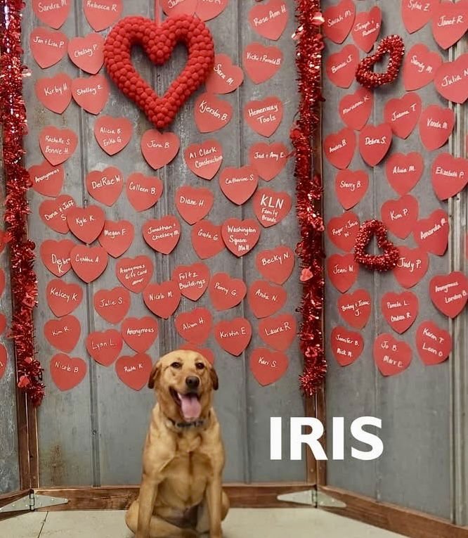 IRIS - Labrador Retriever available for adoption