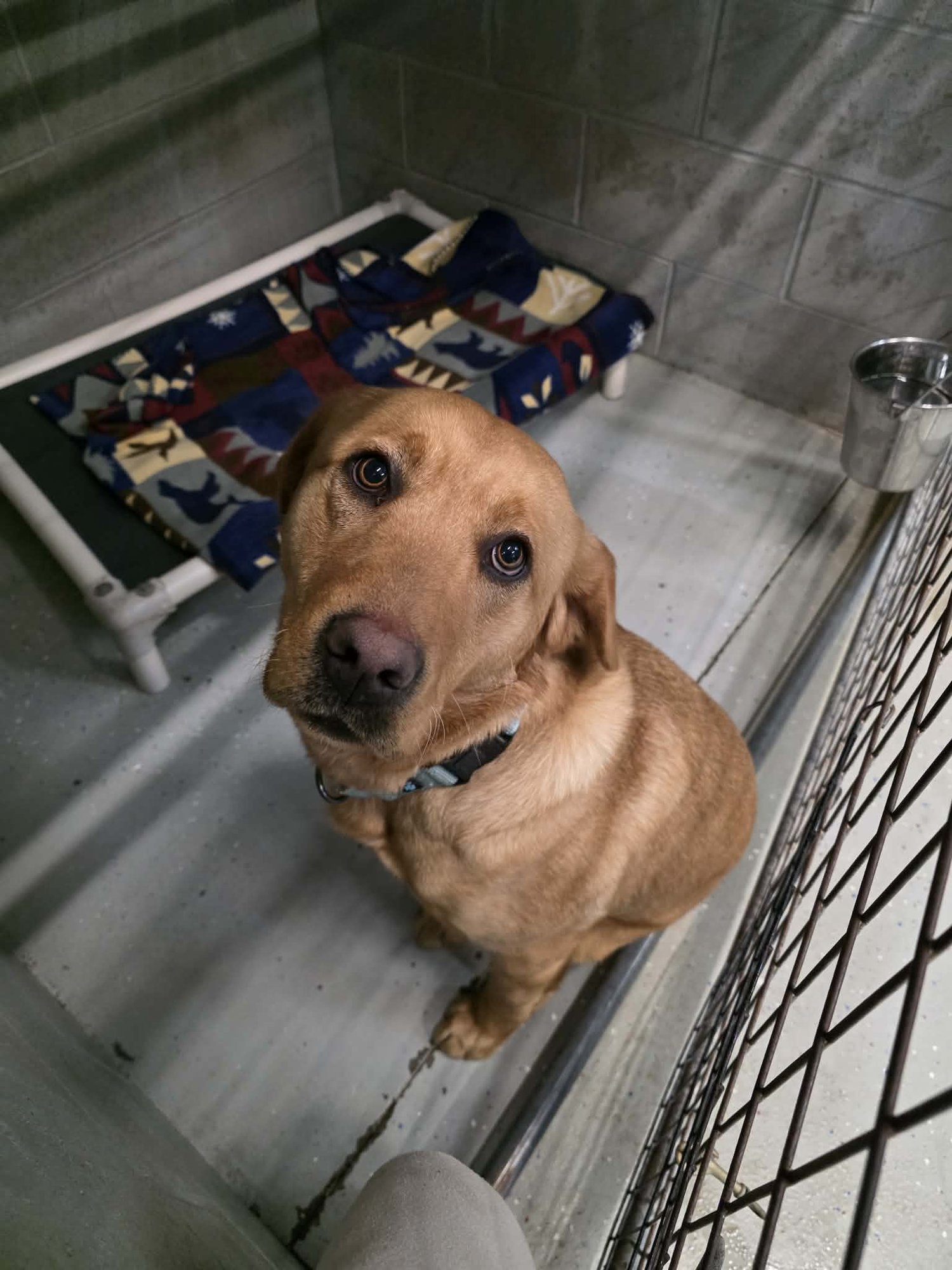 IRIS - Labrador Retriever available for adoption