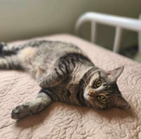 Pansy (Bonded w/Aster) - Photo 1