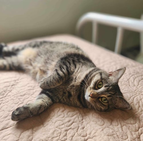 PANSY (BONDED W/ASTER) - Domestic Short Hair available for adoption