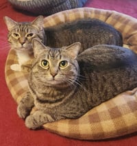 Pansy (Bonded w/Aster) - Photo 2