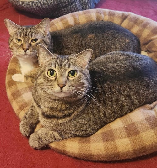 PANSY (BONDED W/ASTER) - Domestic Short Hair available for adoption