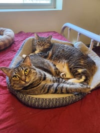 Pansy (Bonded w/Aster) - Photo 3