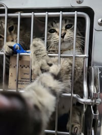 Walter (Bonded w/William) - Photo 1