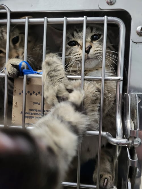 WALTER (BONDED W/WILLIAM) - Domestic Short Hair available for adoption