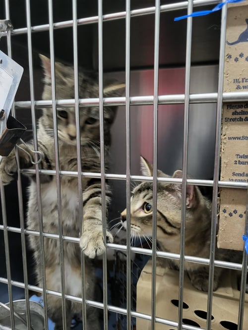 WALTER (BONDED W/WILLIAM) - Domestic Short Hair available for adoption