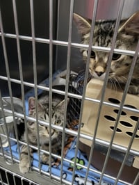 Walter (Bonded w/William) - Photo 3