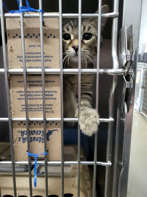 William (Bonded w/Walter) Image