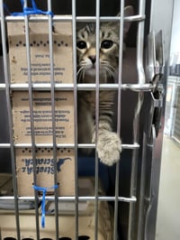 William (Bonded w/Walter) - Photo 1