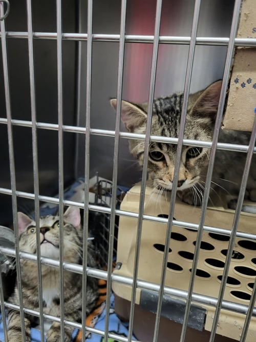 WILLIAM (BONDED W/WALTER) - Domestic Short Hair available for adoption