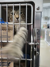 William (Bonded w/Walter) - Photo 3