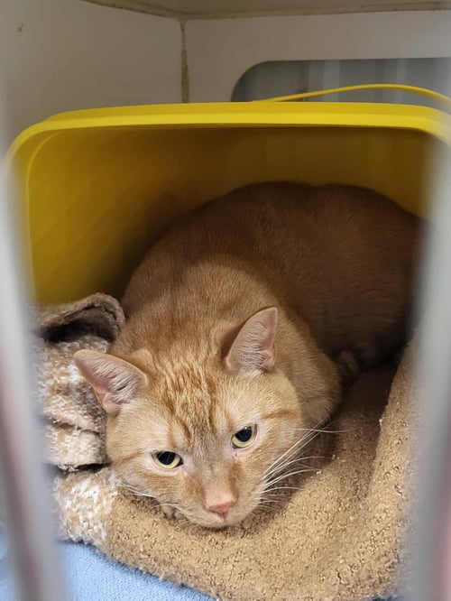 BARTHOLOMEW (BONDED W/CHECKERS) - Domestic Short Hair available for adoption